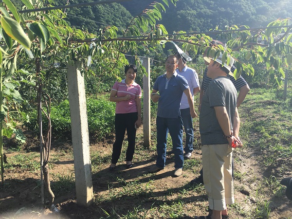 参观紫果猕猴桃示范基地